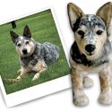 Turn your pet into a stuffed animal!